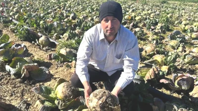 Tarla Çürümeleriyle Mücadele! Üreticiler Tarım Kredi'den Yardım İstiyor